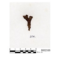 藏品(臺灣地錢)的圖片